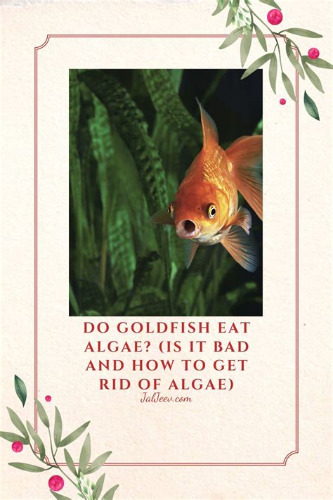 Do Goldfish Eat Algae? (Is It Bad And How To Get Rid Of Algae ...