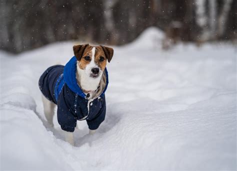 How Cold Is Too Cold for Your Dog? | PetMD