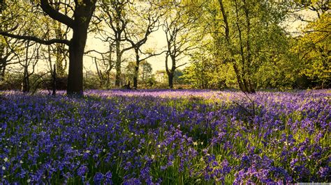 Bluebell Woods Wallpapers - Wallpaper Cave