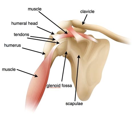 Rotator Cuff Surgery