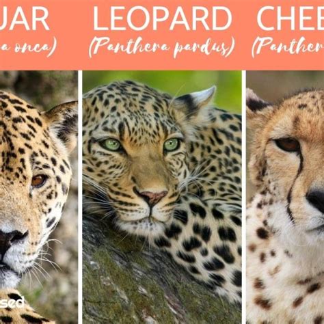 Cheetah Vs Leopard Vs Jaguar Vs Panther