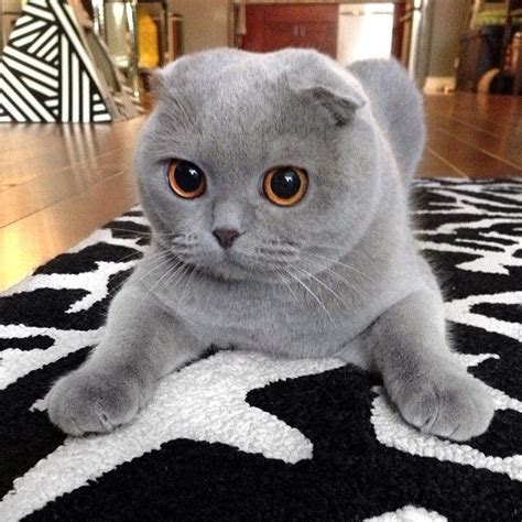 Cat Breeds Similar To Scottish Fold - Pets Lovers