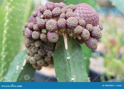 Cactus propagation stock image. Image of spike, cultivate - 58826803