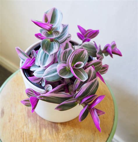 Tradescantia Nanouk Care | Houseplant of the Year! – mygardenchannel