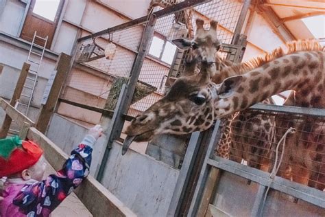 Safari Zoo at Christmas | Days Out in Cumbria | Me Becoming Mum