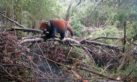 Where do red pandas live? And other red panda facts | Stories | WWF