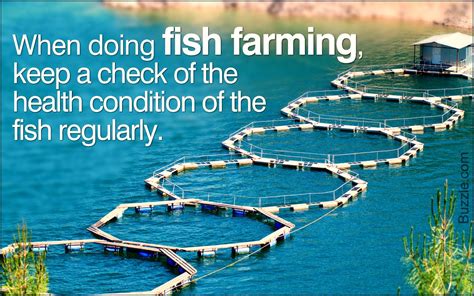 Fish Farming Techniques | Fish farming, Aqua farm, Farming techniques