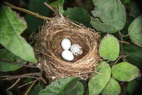 Indigo bunting nest | Outdoors | messagemedia.co