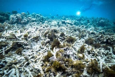 Great Barrier Reef Is Bleaching Again. It’s Getting More Widespread ...