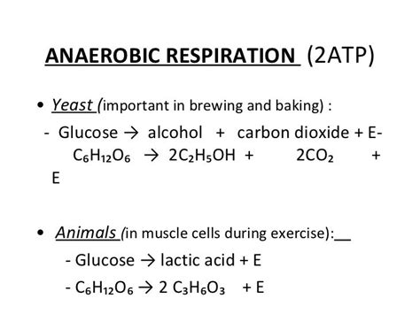 Word Equation For Anaerobic Respiration In Yeast Cells - Tessshebaylo