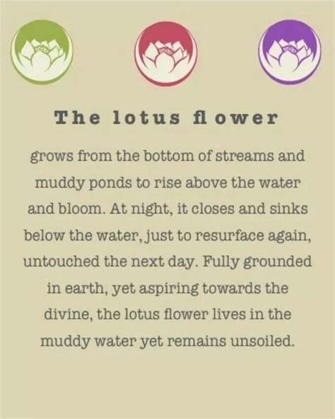 Lotus Flower Meaning Quotes. QuotesGram