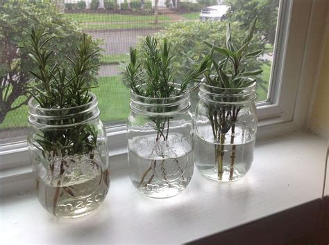 Propagate new plants from cuttings. Rosemary, lavender, sage. Remove ...