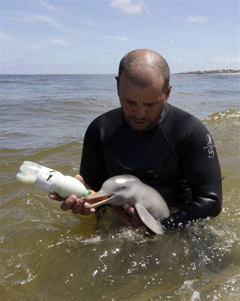 Cute!: Baby Dolphin Rescue!