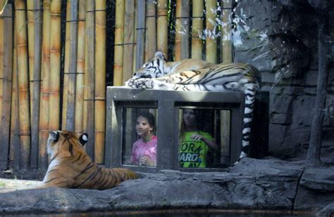 Top 5 animal encounters at Busch Gardens Tampa