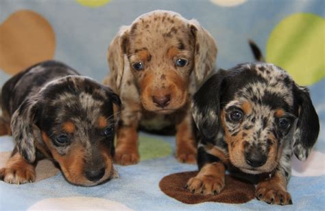 Dachshund - Friendly and Curious | Miniature dachshunds, Dachshund ...