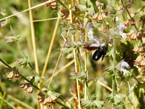 Violet Carpenter Bee | SIMILAR BUT DIFFERENT IN THE ANIMAL KINGDOM