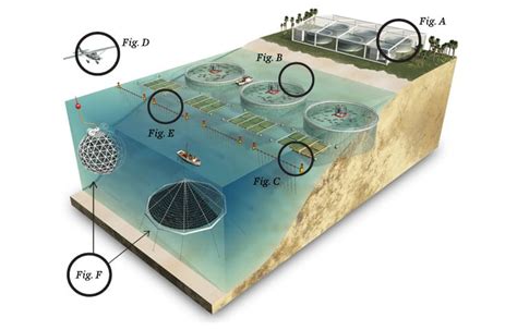 Infographic: Fish Farming | Oceana USA