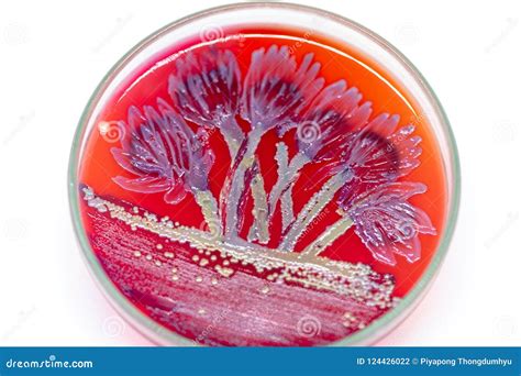 Lactobacillus Bulgaricus from Laboratory Microbiology. Stock Photo ...