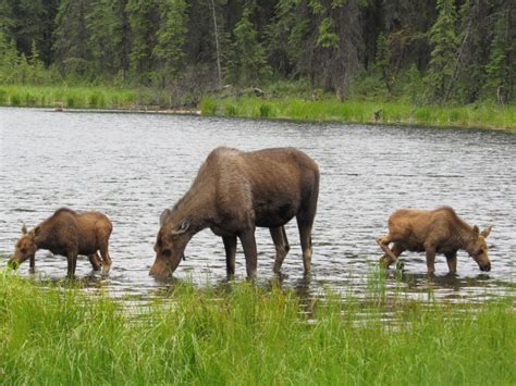 Wildlife of Denali National Park, Part 1 – Wildlife Leadership Academy