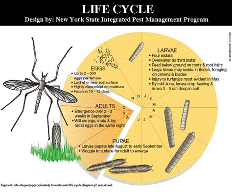 Crane Fly | Grass Roots Lawn Aeration | United States