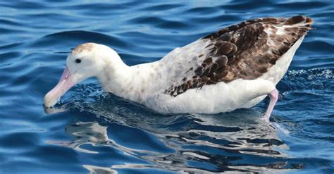 Albatross - A-Z Animals