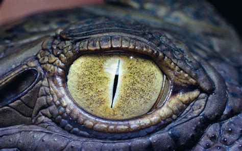 Crocodile Eye | Crocodile eyes, Reptile eye, Crocodiles