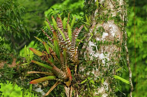 Zebra Bromeliad in Canopy (Aechmea zebrina), Yasuni National Park ...