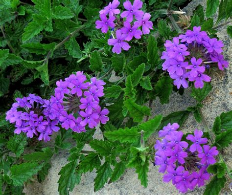 Verbena Homestead (Purple) - Easy to Grow and Drought Tolerant