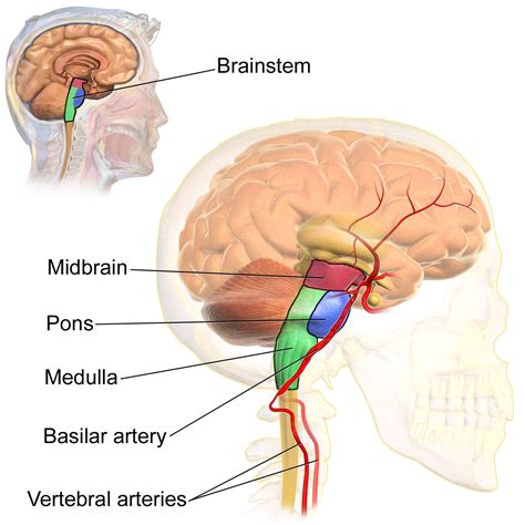 Brain Stem Diagram And Parts Described