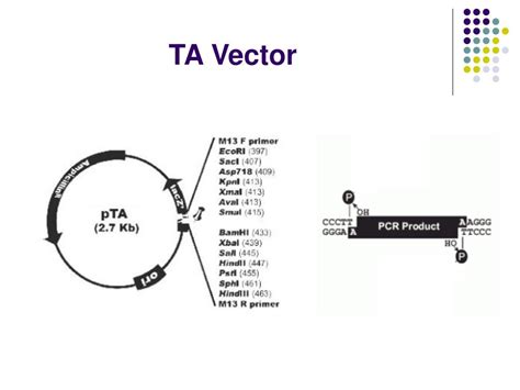 PPT - Cloning 原理 PowerPoint Presentation, free download - ID:4289125