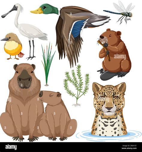 Wetland Animals Names