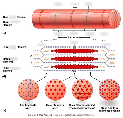 Skeletal Muscle Contraction Diagram | Quizlet