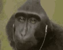 Crazy Monkey Meme Gifs