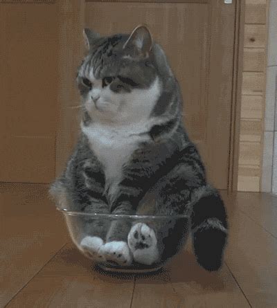 Cat Bowl GIF - Find & Share on GIPHY