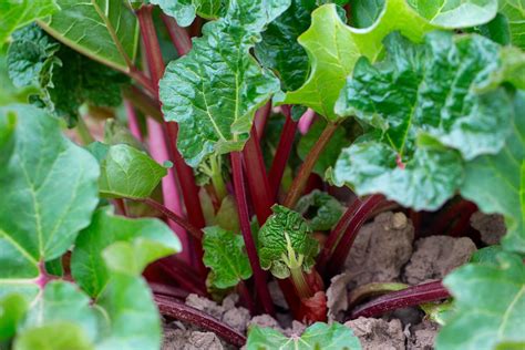 8 Rhubarb Varieties Grown In The UK | Horticulture.co.uk