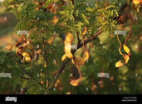 Mesquite tree pods hi-res stock photography and images - Alamy