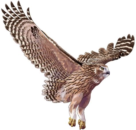 "Blakiston's Fish Owl" by kokayart | Redbubble