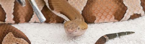 Snake Bites: Types, Symptoms, and Treatments