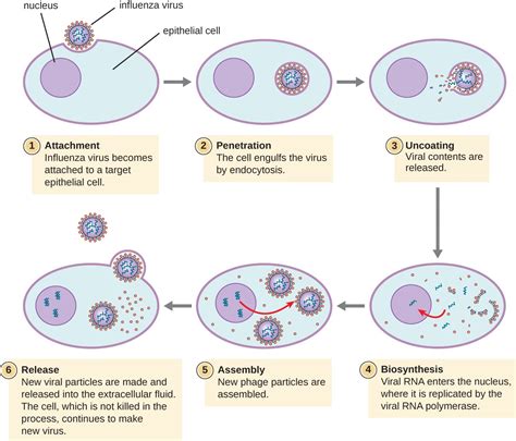 The Viral Life Cycle | Microbiology