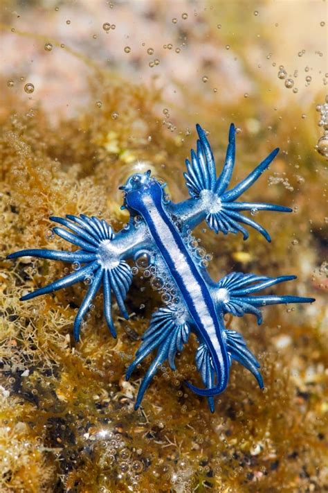 9 Cool Blue Sea Dragon Facts (Glaucus atlanticus) - Fact Animal