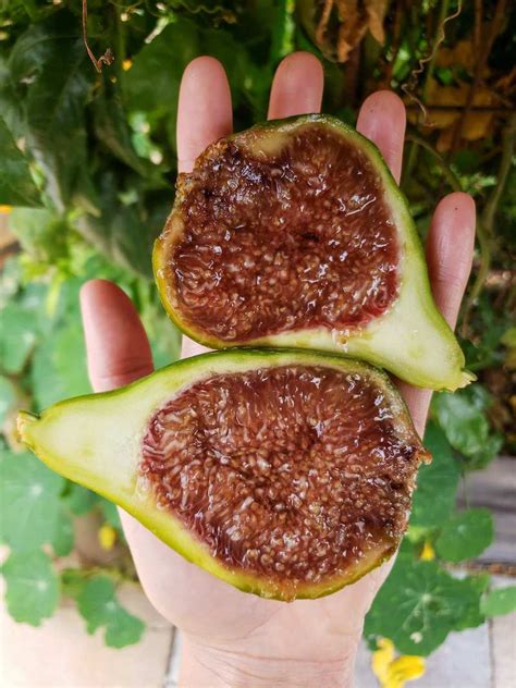 18 Fantastic Fig Tree Varieties to Grow at Home ~ Homestead and Chill