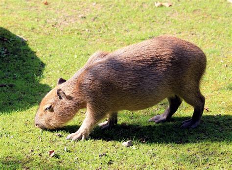 Capybara Facts, Diet, Habitat, Lifespan, as Pets, Pictures