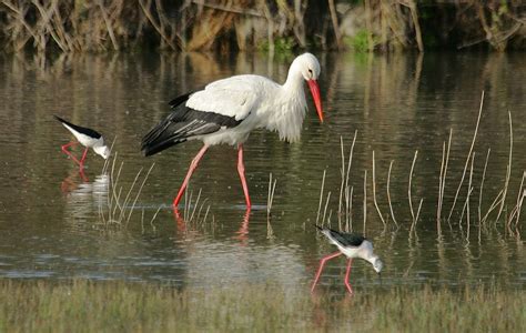 France – Birds by John | Bird photo, Bird art, Bird