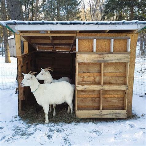 23 Inspiring Goat Sheds & Shelters That Will Fit Your Homestead | Goat ...