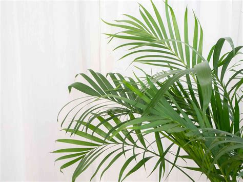 Areca Palm: Plant Care & Growing Guide