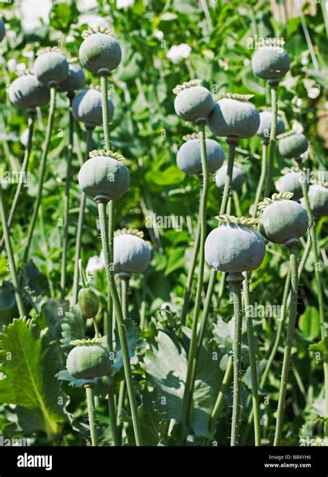 Opium poppy seed pods Stock Photo - Alamy