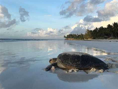 SEA TURTLE CONSERVATION - The Sands Thinking Green