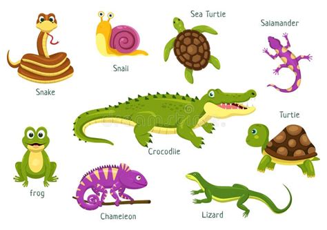 Classes Of Reptiles