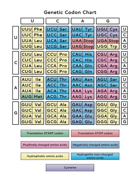 4 Images Amino Acid Codon Table Pdf And Description - Alqu Blog