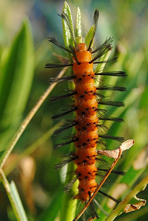 Spiky orange and black Oleander Caterpillar, Syntomeida ep… | Flickr